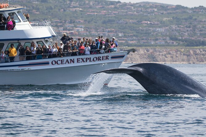 Whale-Watching Cruise from Newport Beach - The southern reach and the long list of coastal landmarks