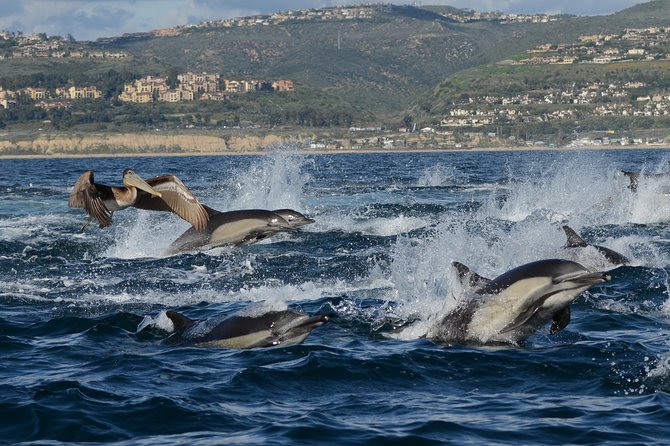 Whale-Watching Cruise from Newport Beach - Standard boat or luxury upgrade?
