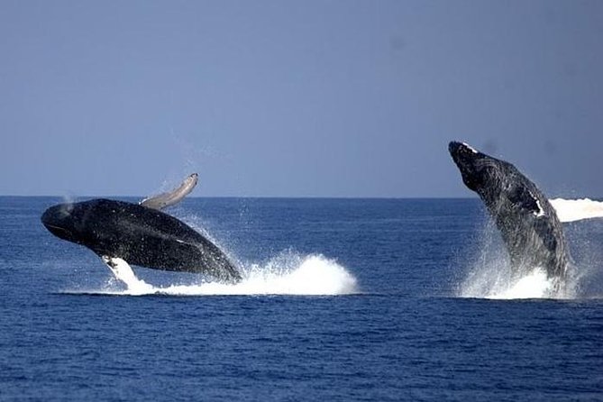 Whale-Watching Cruise from Newport Beach - Price, value, and the risk of a blank ocean