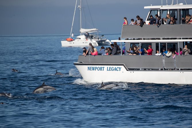 Whale-Watching Cruise from Newport Beach - What the boat ride feels like