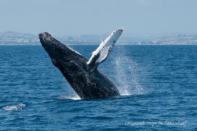 Whale Watching Excursion in Dana Point - Setting Out From Dana Point Harbor