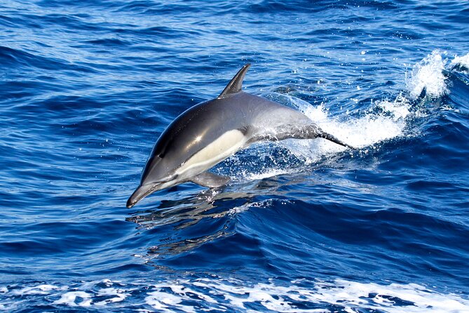 Whale Watching Excursion in Dana Point - The Ride Out to the Marine Life