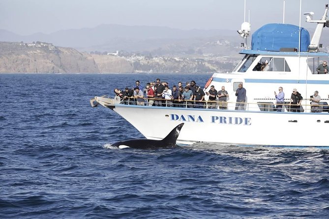 Whale Watching Excursion in Dana Point - Searching for Whales in California Waters