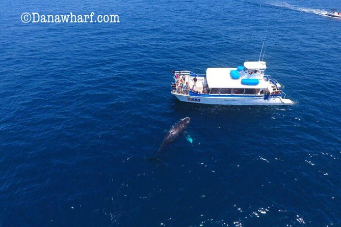 Whale Watching Excursion in Dana Point - Dolphins Often Steal the Day