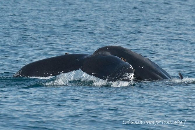 Whale Watching Excursion in Dana Point - Sea Lions, Seabirds, and the Smaller Details
