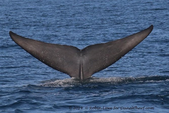 Whale Watching Excursion in Dana Point - Is $65 a Good Value?