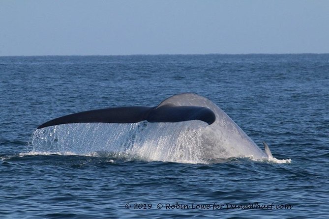 Whale Watching Excursion in Dana Point - Who Will Enjoy This Dana Point Cruise?