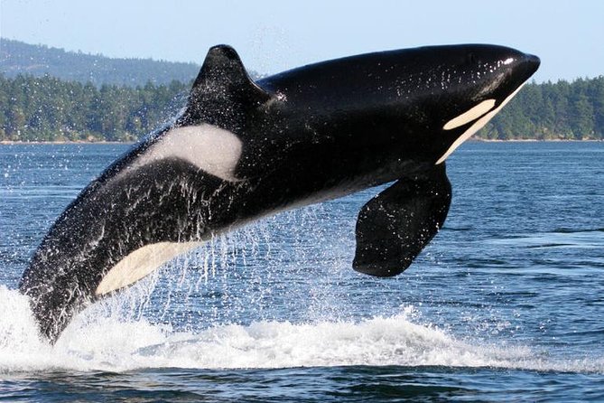 Whale Watching from Friday Harbor - Orcas, humpbacks, and the animals you may see