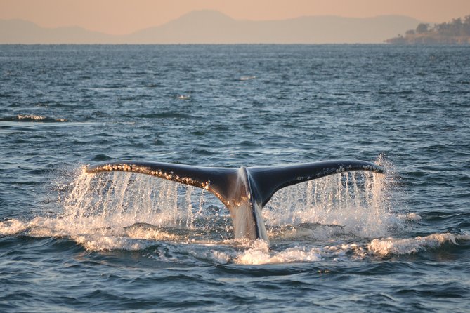 Whale Watching from Friday Harbor - How close do the whales get?