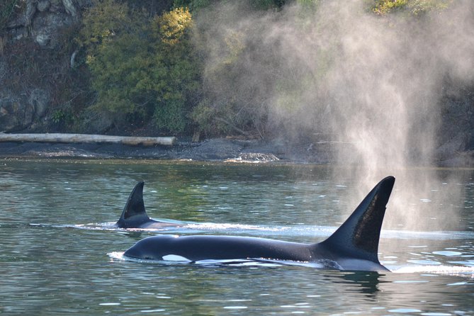 Whale Watching from Friday Harbor - What the wildlife search feels like