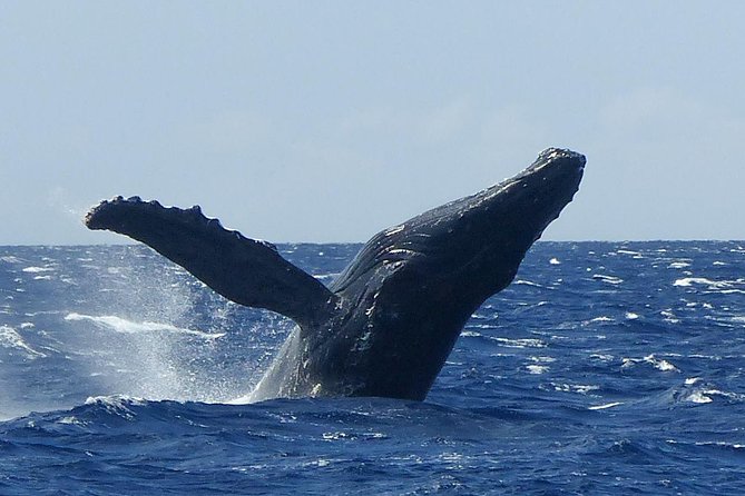 Whale Watching from Ma'alaea Harbor - Leaving Maalaea Harbor for the whale grounds