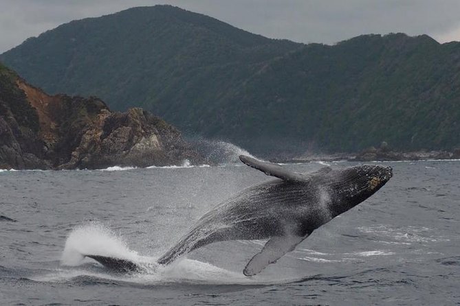 Whale Watching from Ma'alaea Harbor - The Maui Ocean Center and Maui Harbor Shops