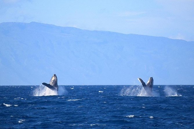 Whale Watching from Ma'alaea Harbor - The best timing and trip style for you