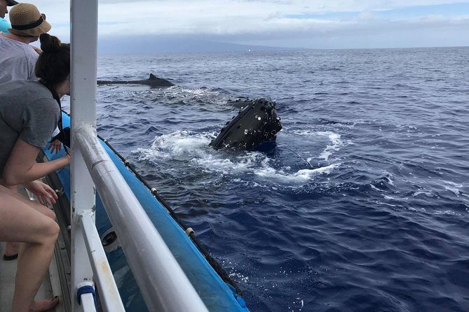 Whale Watching from Ma'alaea Harbor - How to make the most of your two hours
