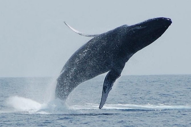 Whale Watching On The Big Island - Key things to know before you book