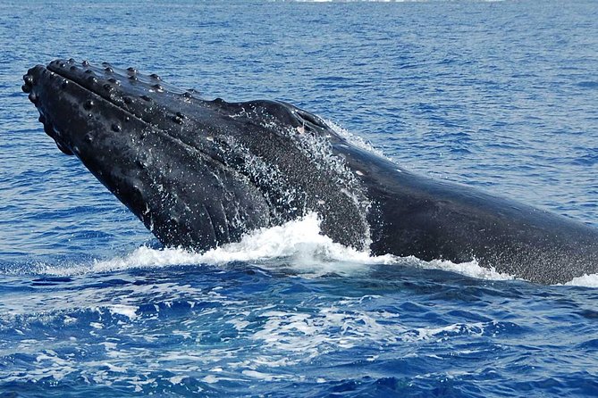 Whale Watching On The Big Island - Close encounters, distant spouts, and dolphins
