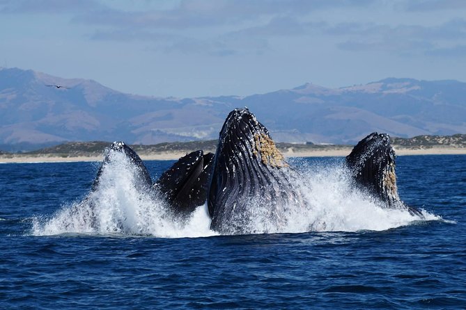 Whale Watching Tour - Three hours across the Monterey Bay Sanctuary