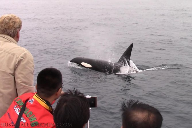 Whale Watching Tour - Is $62 a fair price?