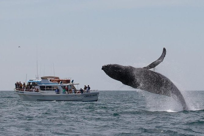 Whale Watching Tour - Booking and weather details that matter