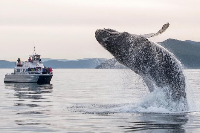 Whale Watching Tour from Anacortes - The extra wildlife that fills the quiet moments