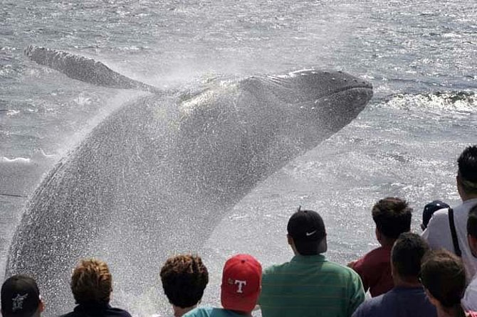 Whale Watching Tour in Gloucester - Gloucester is the right launching point