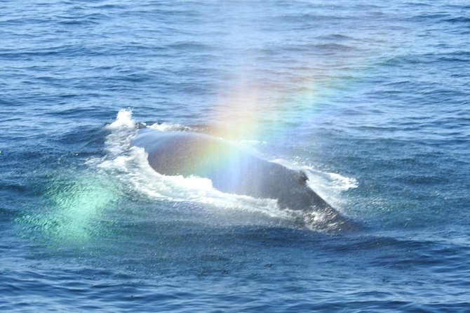 Whale Watching Tour in Gloucester - The naturalist makes the difference