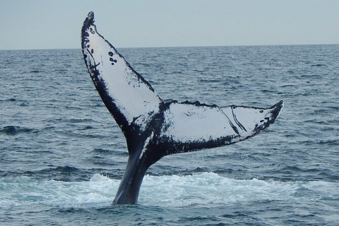 Whale Watching Tour in Gloucester - Comfort, food, and the ride back