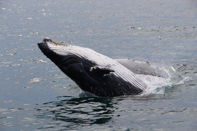 Whale Watching Tour in Gloucester - Booking, cancellations, and realistic expectations