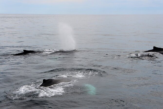 Whale Watching Tour in Gloucester - What happens once the whales appear
