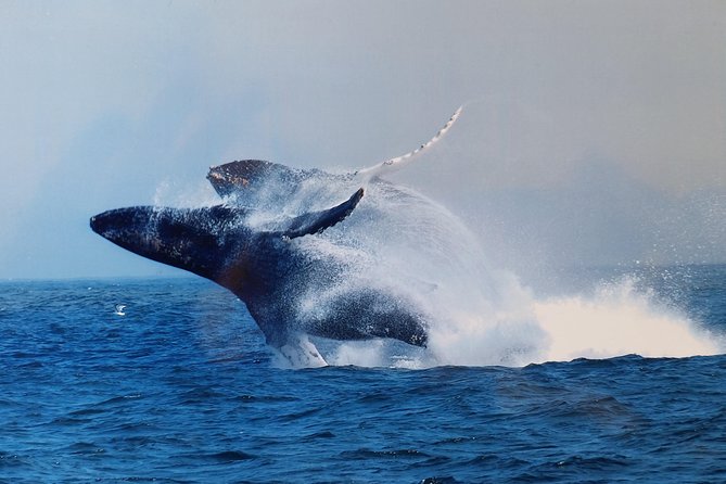 Whale Watching Tour - Humpbacks, flukes, and the best moments