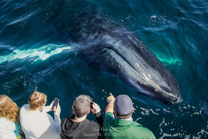 Whale Watching Trips to Stellwagen Bank Marine Sanctuary. Guaranteed sightings! - Why Gloucester is a smart place to watch whales
