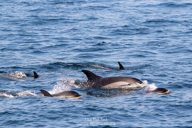 Whale Watching Trips to Stellwagen Bank Marine Sanctuary. Guaranteed sightings! - The first hour: leaving Cape Ann behind