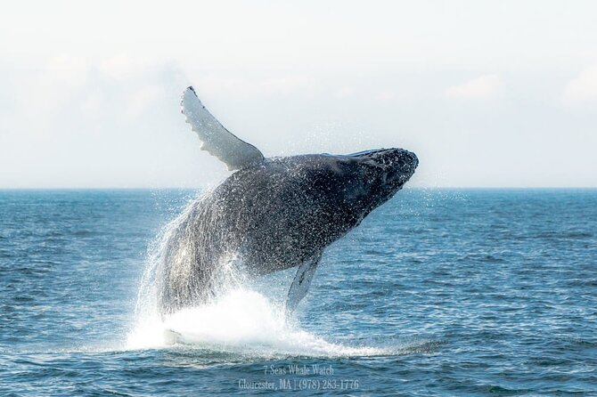 Whale Watching Trips to Stellwagen Bank Marine Sanctuary. Guaranteed sightings! - Who will enjoy this cruise most