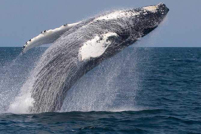 Whale Watching Trips to Stellwagen Bank Marine Sanctuary. Guaranteed sightings! - Timing, weather, and cancellation details