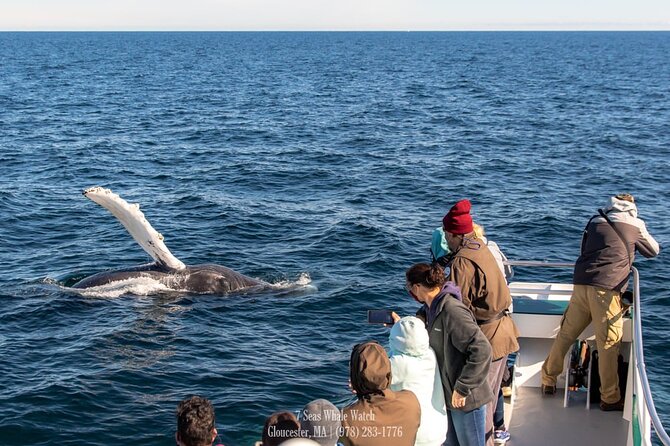 Whale Watching Trips to Stellwagen Bank Marine Sanctuary. Guaranteed sightings! - What happens at 63 Rogers Street