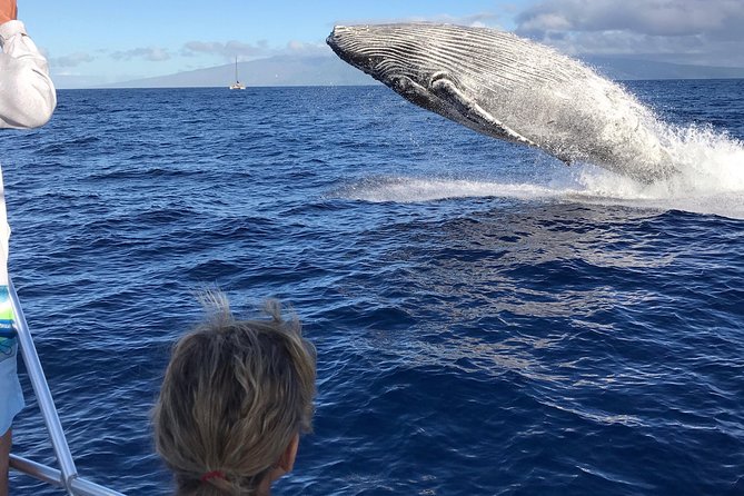 WHALES GUARANTEED Maui Whale Watching Makai Adventures - The first minutes on the water