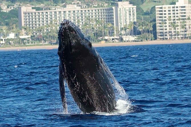 WHALES GUARANTEED Maui Whale Watching Makai Adventures - Is $97.41 a fair price?