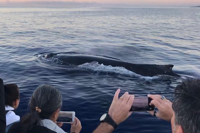 WHALES GUARANTEED Maui Whale Watching Makai Adventures - Watching whales without crowding them