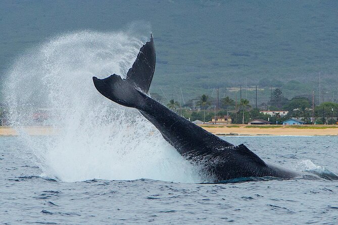 Wild Dolphin Watching and Snorkel Safari Off West Coast of Oahu - The early start and ride to Waianae Harbor
