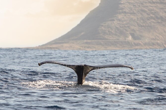 Wild Dolphin Watching and Snorkel Safari Off West Coast of Oahu - First wildlife search: spinner dolphins and other sea life