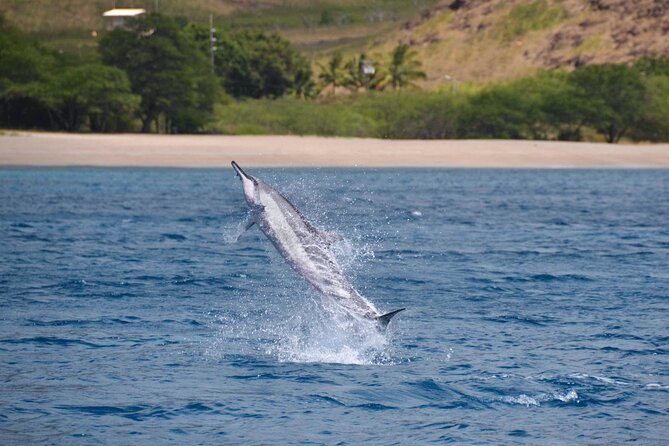 Wild Dolphin Watching and Snorkel Safari Off West Coast of Oahu - Winter whales from January through March