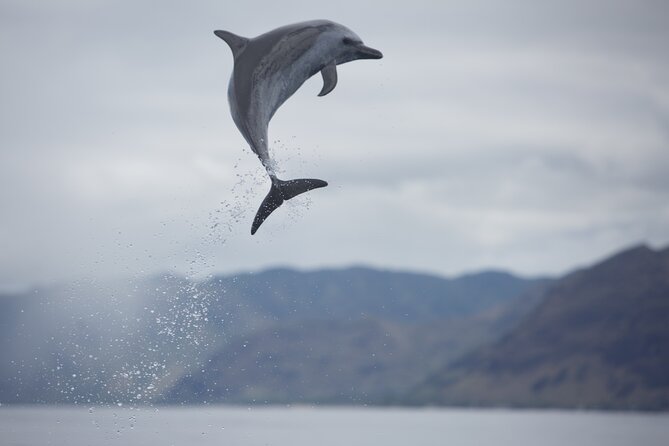 Wild Dolphin Watching and Snorkel Safari Off West Coast of Oahu - Snorkeling with turtles, reef fish, and rays