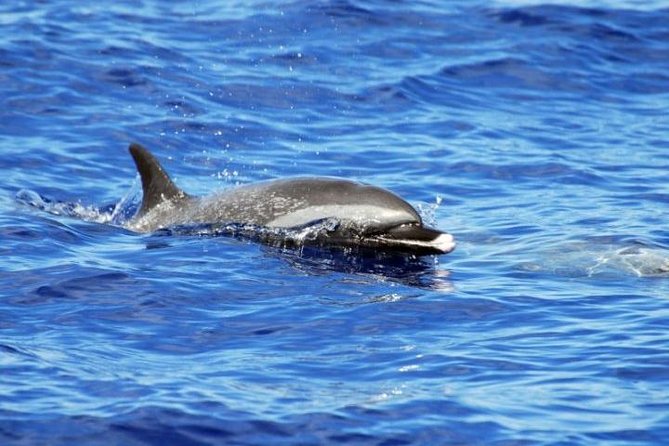 Wild Dolphin Watching and Snorkel Safari Off West Coast of Oahu - Lunch, drinks, and optional extras