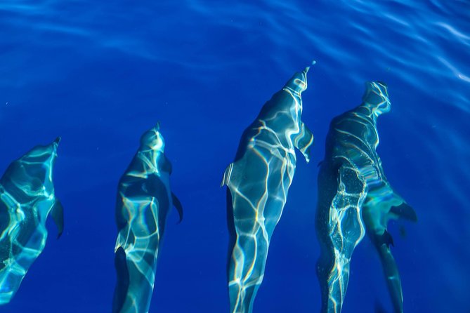 Wild Dolphin Watching and Snorkel Safari Off West Coast of Oahu - Is $193.88 a fair price?