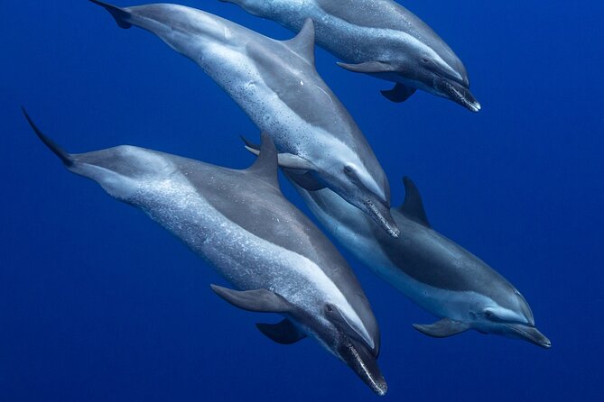 Wild Dolphin Watching and Snorkel Safari Off West Coast of Oahu - The 32-foot boat and what the seating is really like
