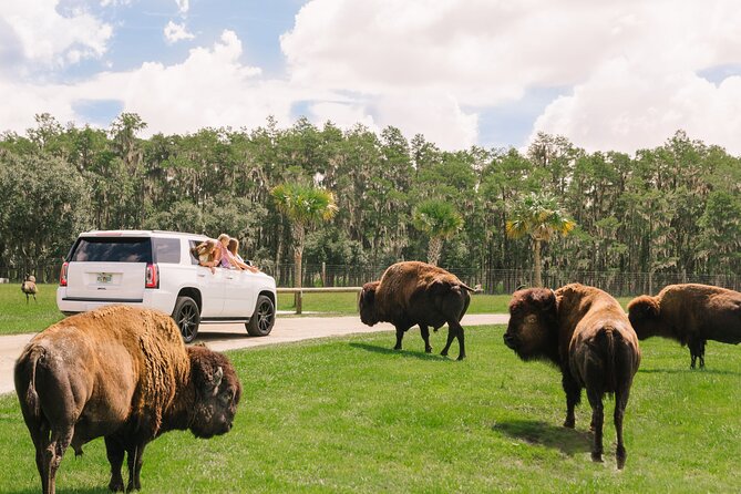 Wild Florida Drive-Thru Safari and Gator Park Admission - The drive from Orlando to a real animal encounter