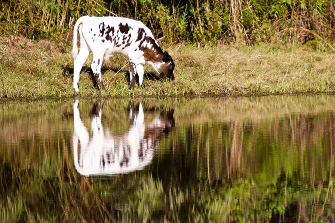 Wild Florida Drive-Thru Safari and Gator Park Admission - Gator Park adds a second half to the day