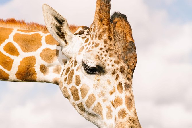 Wild Florida Drive-Thru Safari and Gator Park Admission - How long should you allow?