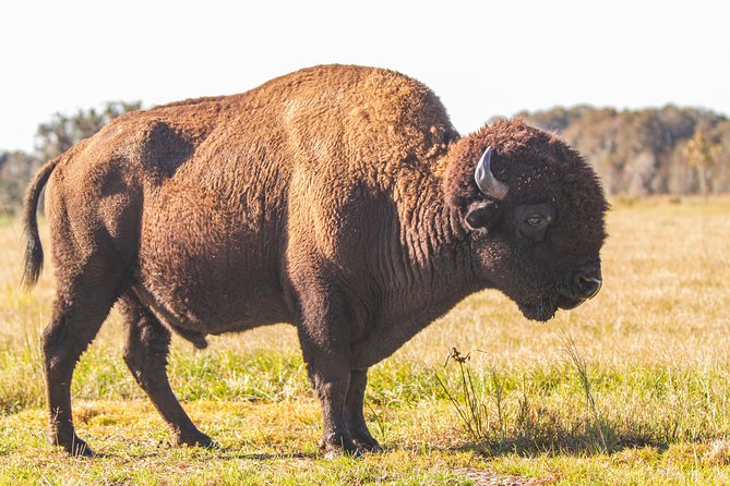 Wild Florida Drive-Thru Safari and Gator Park Admission - Is $35 good value?