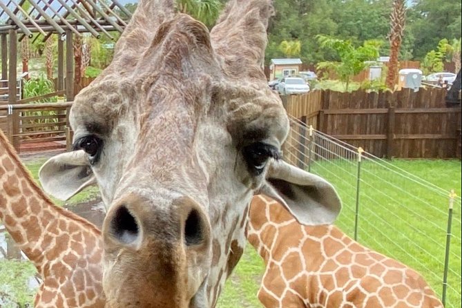 Wild Florida Drive-Thru Safari and Gator Park Admission - The alligator pond and the Florida story behind it
